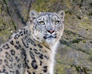 Preview wallpaper irbis, snow leopard, predator, animal, white, wildlife