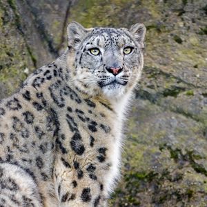 Preview wallpaper irbis, snow leopard, predator, animal, white, wildlife