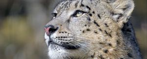 Preview wallpaper irbis, snow leopard, predator, glance, big cat