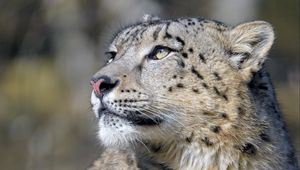 Preview wallpaper irbis, snow leopard, predator, glance, big cat