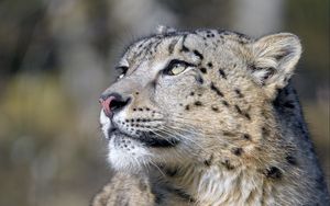 Preview wallpaper irbis, snow leopard, predator, glance, big cat