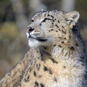 Preview wallpaper irbis, snow leopard, predator, glance, big cat