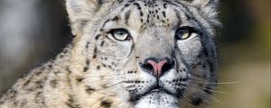 Preview wallpaper irbis, snow leopard, predator, big cat, wildlife