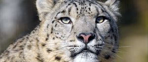 Preview wallpaper irbis, snow leopard, predator, big cat, wildlife