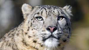 Preview wallpaper irbis, snow leopard, predator, big cat, wildlife