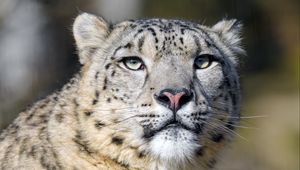Preview wallpaper irbis, snow leopard, predator, big cat, wildlife