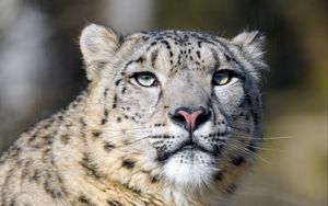 Preview wallpaper irbis, snow leopard, predator, big cat, wildlife