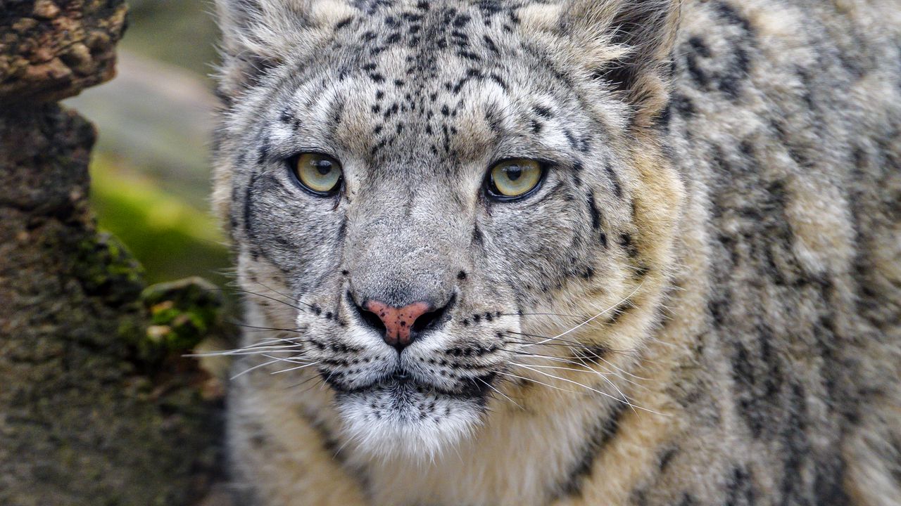 Wallpaper irbis, snow leopard, predator, wildlife, big cat hd, picture ...