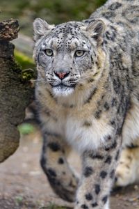 Preview wallpaper irbis, snow leopard, predator, wildlife, big cat