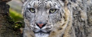 Preview wallpaper irbis, snow leopard, predator, wildlife, big cat