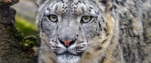 Preview wallpaper irbis, snow leopard, predator, wildlife, big cat