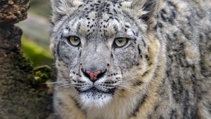 Preview wallpaper irbis, snow leopard, predator, wildlife, big cat