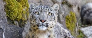 Preview wallpaper irbis, snow leopard, predator, big cat