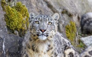 Preview wallpaper irbis, snow leopard, predator, big cat