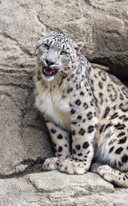 Preview wallpaper irbis, stone, predator, big cat, animal