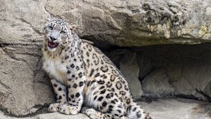 Preview wallpaper irbis, stone, predator, big cat, animal