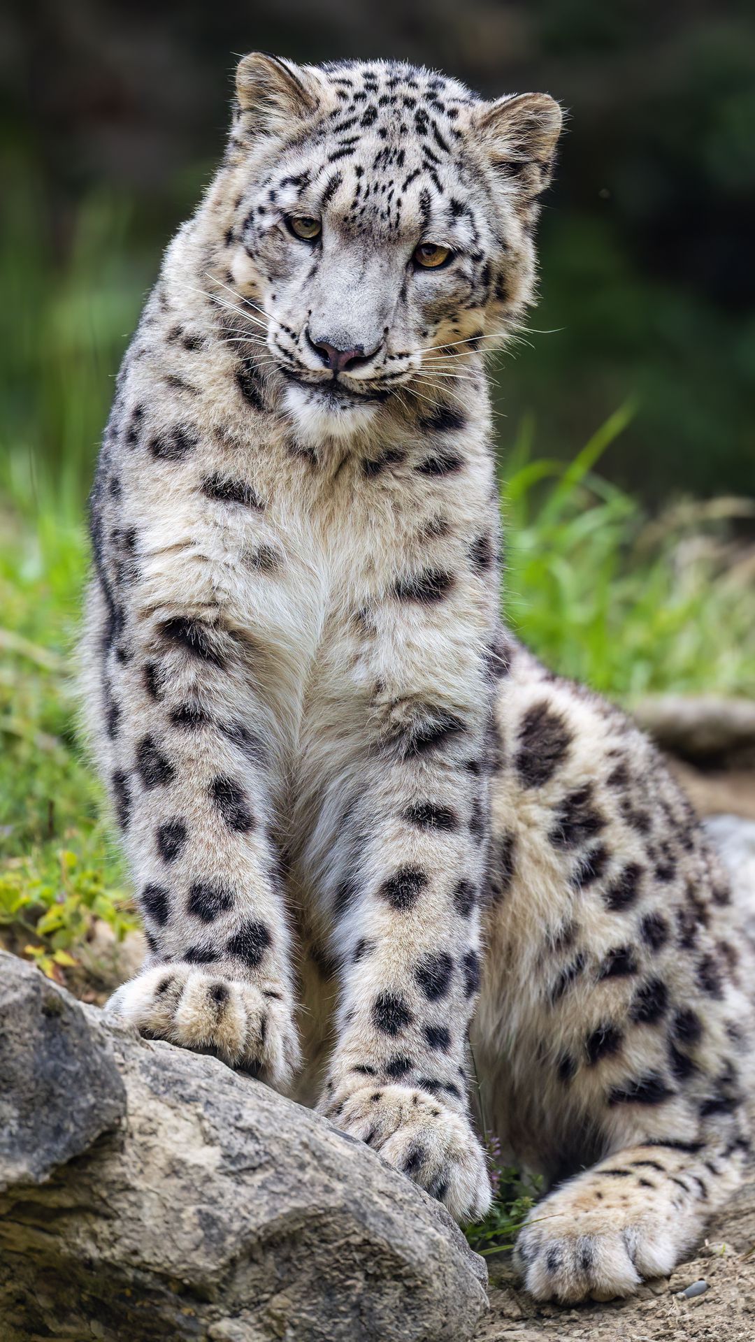 1080x1920 Wallpaper irbis, wild, big cat, predator
