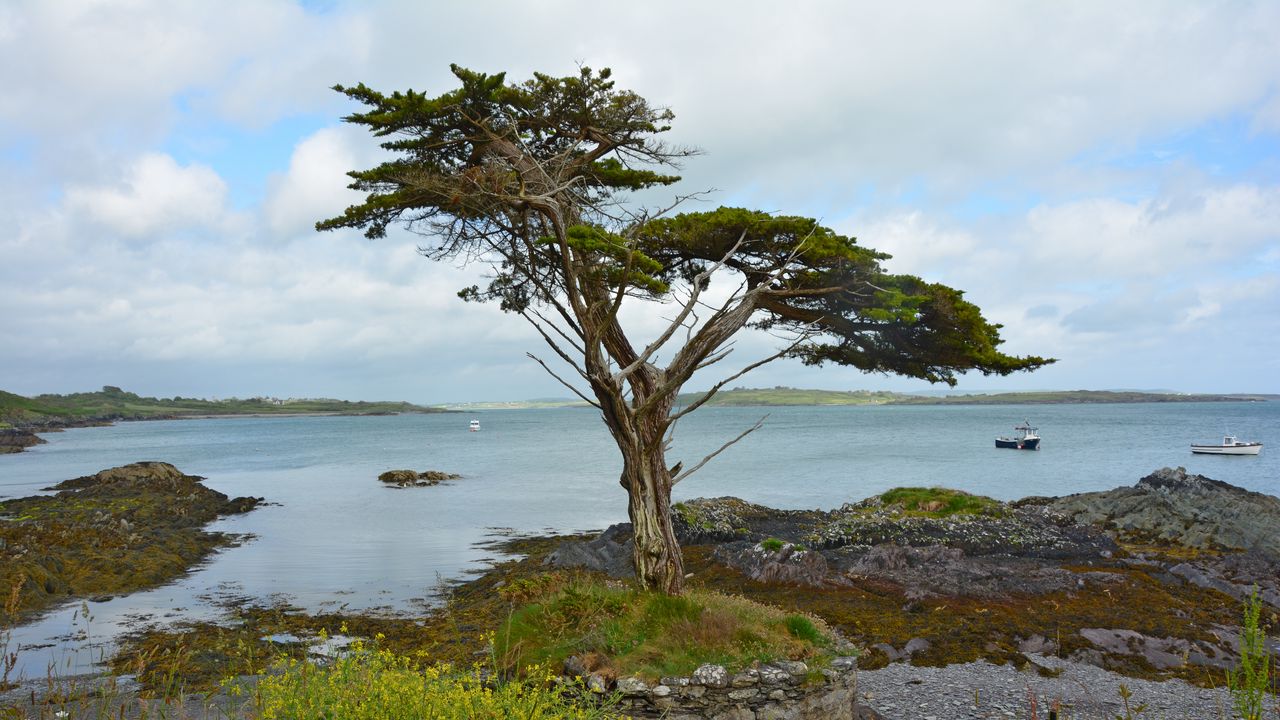 Wallpaper ireland, coast, tree