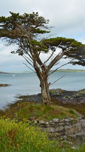 Preview wallpaper ireland, coast, tree