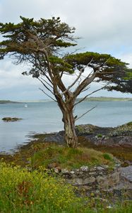 Preview wallpaper ireland, coast, tree