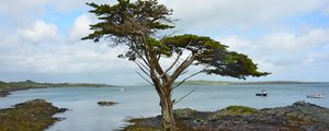 Preview wallpaper ireland, coast, tree