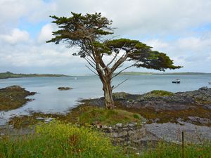 Preview wallpaper ireland, coast, tree