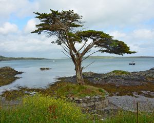 Preview wallpaper ireland, coast, tree