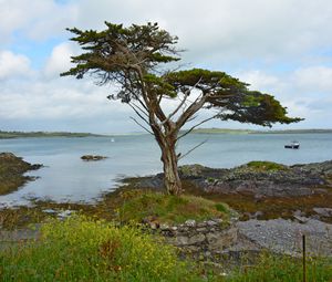 Preview wallpaper ireland, coast, tree