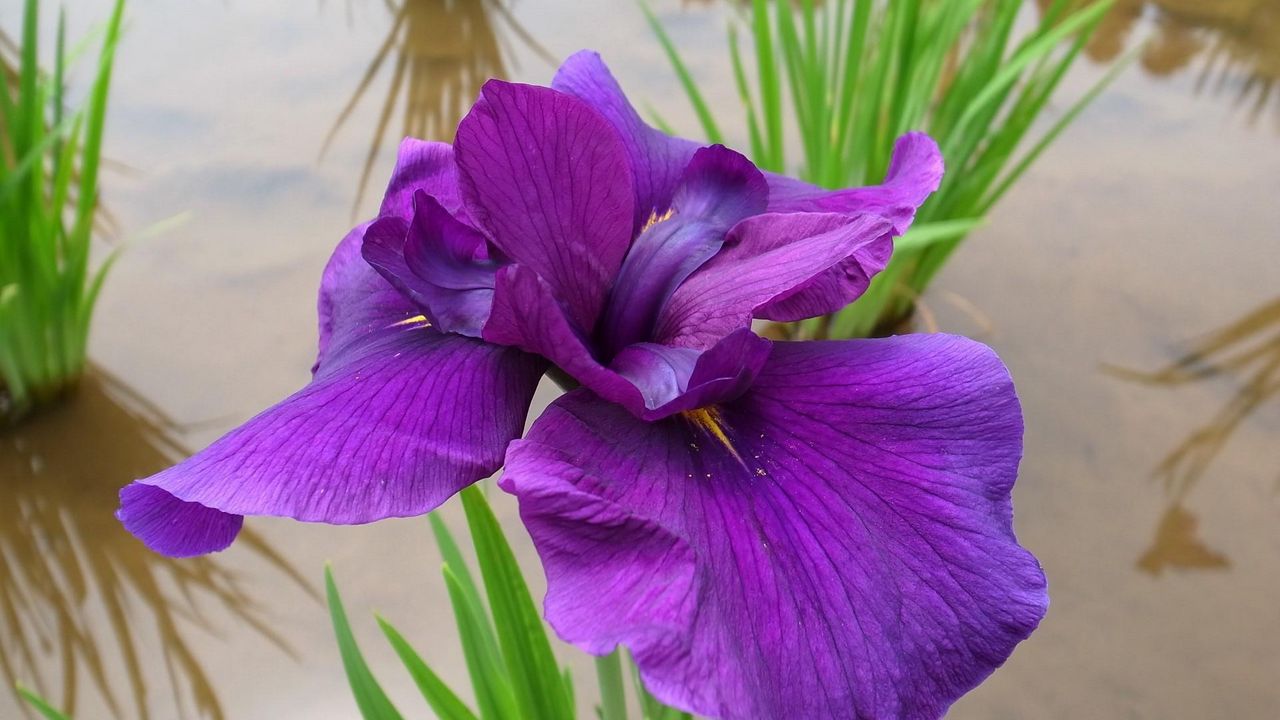 Wallpaper iris, flower, bright, water, close-up