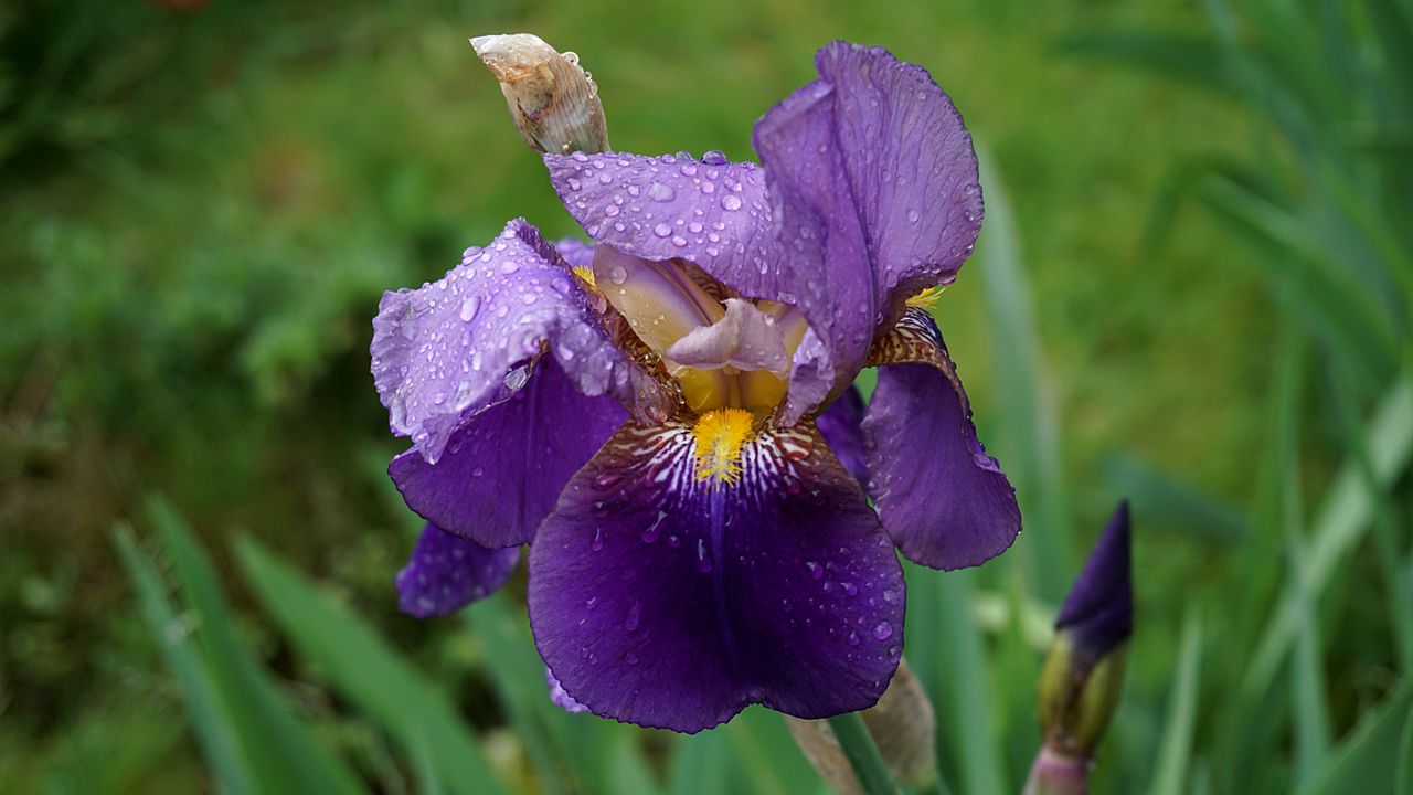 Wallpaper iris, flower, bud, drops