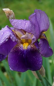 Preview wallpaper iris, flower, bud, drops