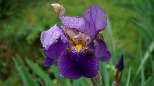 Preview wallpaper iris, flower, bud, drops