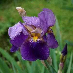 Preview wallpaper iris, flower, bud, drops