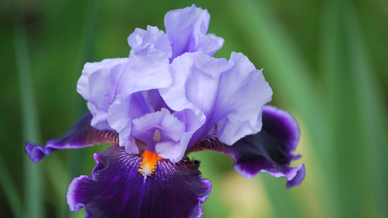 Wallpaper iris, flower, petals, close-up