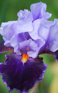 Preview wallpaper iris, flower, petals, close-up