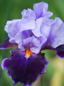 Preview wallpaper iris, flower, petals, close-up