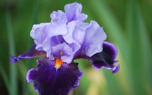 Preview wallpaper iris, flower, petals, close-up
