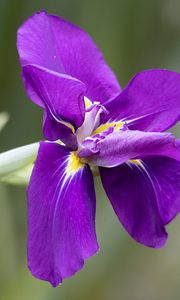 Preview wallpaper iris, flower, petals, purple