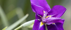 Preview wallpaper iris, flower, petals, purple