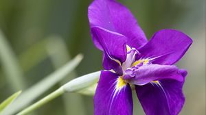 Preview wallpaper iris, flower, petals, purple