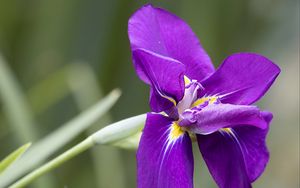 Preview wallpaper iris, flower, petals, purple