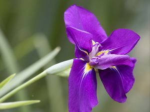 Preview wallpaper iris, flower, petals, purple