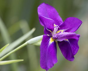 Preview wallpaper iris, flower, petals, purple