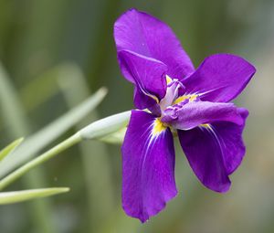 Preview wallpaper iris, flower, petals, purple