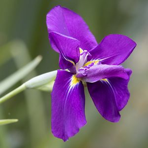 Preview wallpaper iris, flower, petals, purple