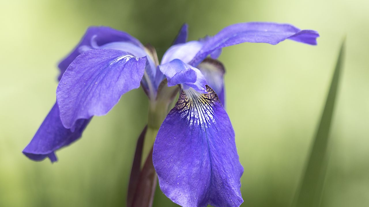 Wallpaper iris, flower, petals, purple, plant