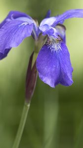 Preview wallpaper iris, flower, petals, purple, plant