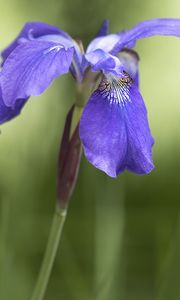 Preview wallpaper iris, flower, petals, purple, plant
