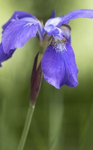 Preview wallpaper iris, flower, petals, purple, plant