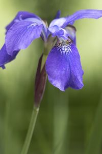 Preview wallpaper iris, flower, petals, purple, plant